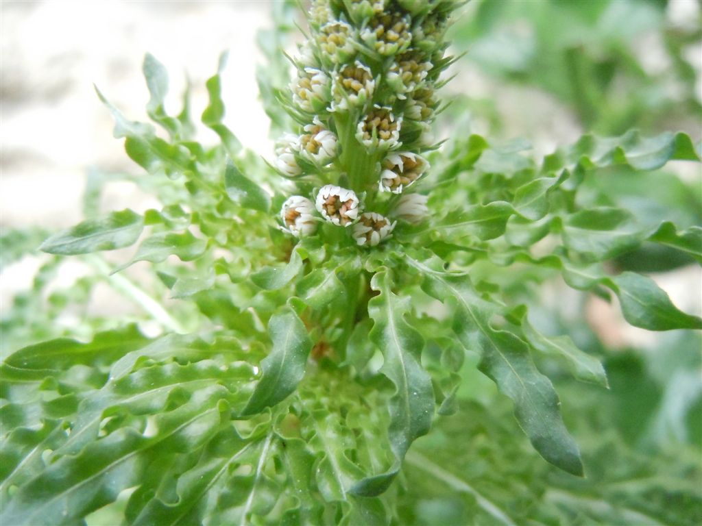 Reseda alba